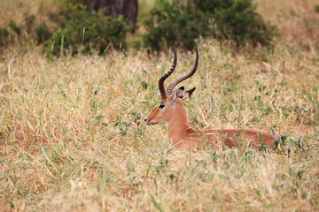 Impala in Tarangire National Park, Tanzania, East Africa