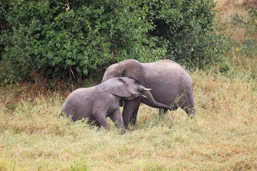 Elephant in Tarangire National Park, Tanzania, East Africa.