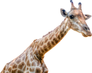 Giraffe long neck safari animal isolated on white background