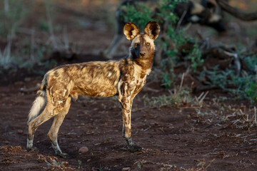 African wild dog hanging around in Zimanga game reserve near the city of Mkuze in South Africa