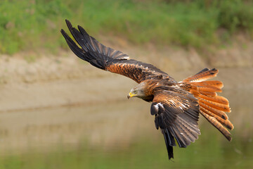 Red Kite (Milvus milvus) flying in Gelderland in the Netherlands 