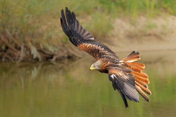 Red Kite (Milvus milvus) flying in Gelderland in the Netherlands 