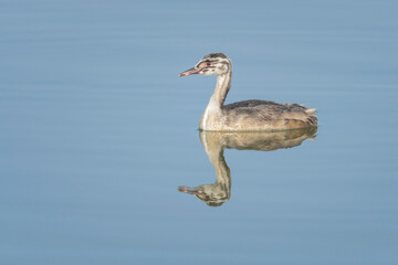 Crested Grebe chick isolated with its reflection in the water of the Brozas lagoon, Caceres