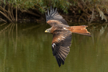 Red Kite (Milvus milvus) flying in Gelderland in the Netherlands 