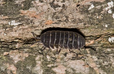Pillbug Sowbug woodlouse slater on tree bark isopod nature pest control.