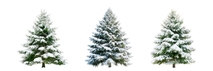 collection snow winter tree, christmas tree with snow