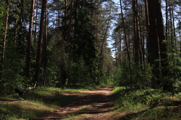 Beautiful coniferous forest in sunny weather in summer.