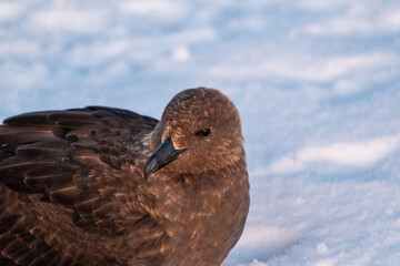 South polar skua, Southern Ocean, Antarctica