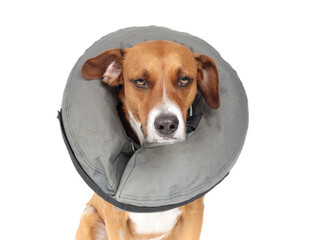 Dog with soft collar or inflatable recovery cone. Puppy dog wearing a cone to protect surgery wound...