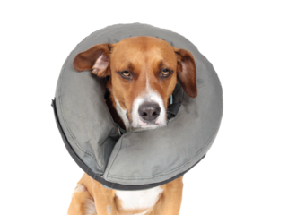 Dog with soft collar or inflatable recovery cone. Puppy dog wearing a cone to protect surgery wound or injury. Sad body language. Female Harrier mix. Selective focus.