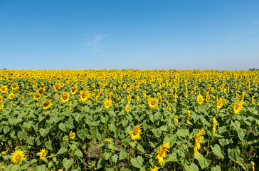 A blooming sunflower field in the countryside farm.