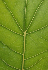 Fototapeta premium green pressed leaf texture
