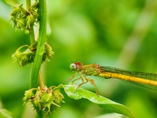 dragonfly, insect, nature, macro, bug, green, damselfly, animal, wings, wildlife, fly, closeup, wing, leaf, summer, insects, dragon, blue, fauna, plant, grass, eyes, red, close-up