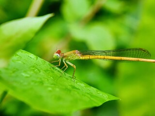 dragonfly, insect, nature, macro, bug, green, damselfly, animal, wings, wildlife, fly, closeup,...