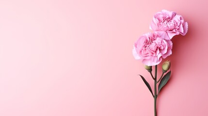 Pink carnation flower isolated on pink background