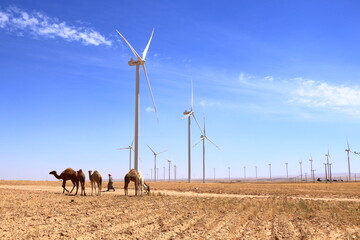 Camels on a wind farm in the desert of Jordan, Middle East