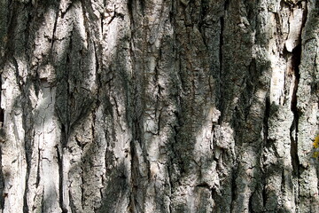Abstract texture of tree bark with shadow from leaves.