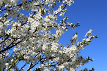 Cherry tree blossoms in spring against the blue sky on a sunny day.