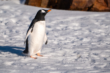 Fototapeta premium Gentoo penguins in Antarctica. Isolated