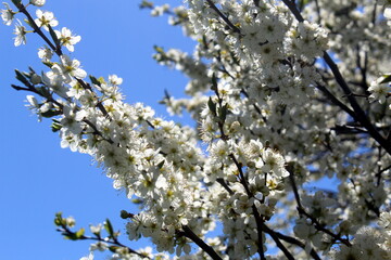 Cherry tree blossoms in spring against the blue sky on a sunny day.