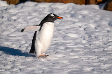  Gentoo penguins in Antarctica. Isolated