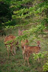 Ciervos en Yala - Sri Lanka