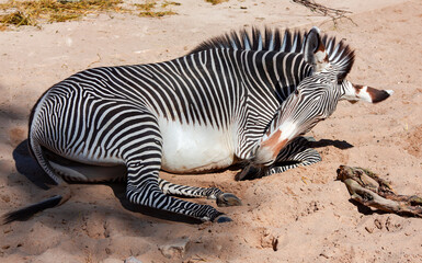 Obraz premium Young grevy zebra lies on the warm sand in the Riga zoo park, Latvia
