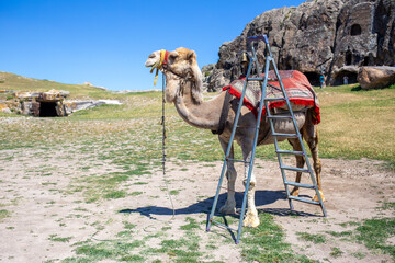 A lone female tourism camel is waiting in the historical and touristic Phrygian valley in Turkiye
