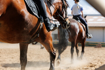 Horse riding school. Little children girls at group training equestrian lessons at outdoors ranch...