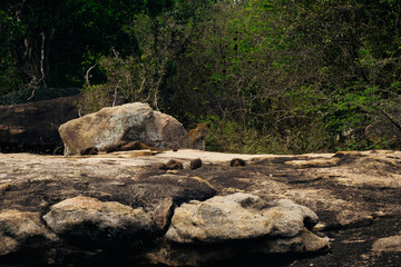 Leopardo en Yala - Sri Lanka