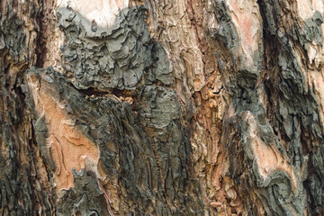 Close-up of a tree trunk with rough, textured bark in various shades of brown and grey. The bark of a pine tree looks weathered and multi-layered, with complex patterns visible on it.