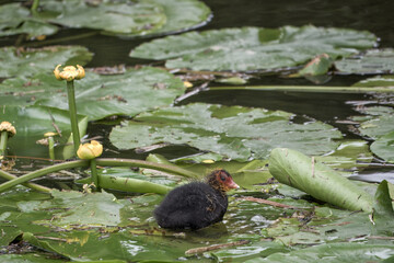 cute moorhen chick resting on lily pads in the river