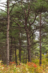 A dense forest scene with tall pine trees, their branches intertwining. The forest floor is covered with vibrant foliage, showcasing autumn colors of red, orange, and yellow.