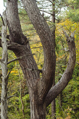A close-up of a gnarled tree with multiple thick branches, set against a backdrop of lush green foliage and hints of autumn colors.