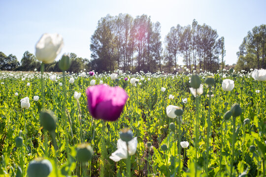 View of poppy field with white leaves with sky background.