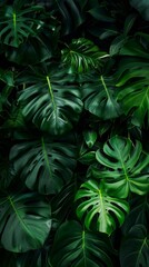Lush green monstera leaves texture for natural background