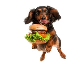 dog with humberger