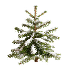 christmas tree branch