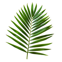 palm leaf isolated
