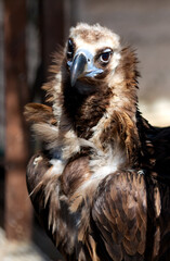 Portrait Big Griff Black Aegypius monachus closeup. Large raptorial bird also known as the black vulture, monk vulture, or Eurasian black vulture.