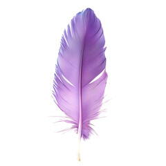 purple feather isolated