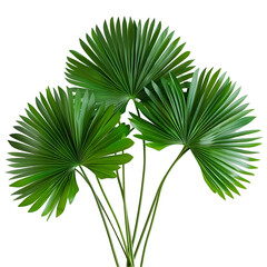 palm tree isolated