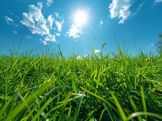Fototapeta premium Radiant Sunlit Grass Close-Up with Double Exposure Silhouette in Clear Blue Skies