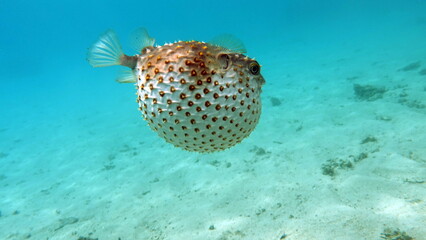 Fish hedgehog. Yellow-spotted cyclicht - grows up to 34 cm, feeds on crustaceans and molluscs. In...