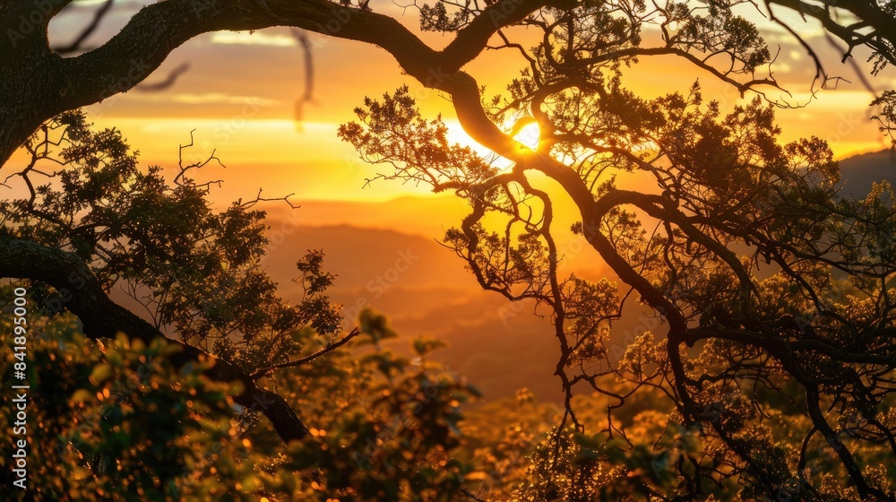 Poster sunset with golden hue seen through tree branches with a mountain outline in the distance
