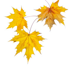 autumn maple leaf