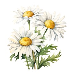 Fototapeta premium Delicate Watercolor of the Beautiful Shasta Daisy Flowers in Full Bloom