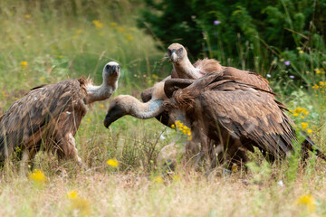 Vautour fauve,.Gyps fulvus, Griffon Vulture, Parc naturel régional des grands causses 48, Lozere, France