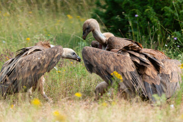 Vautour fauve,.Gyps fulvus, Griffon Vulture, Parc naturel régional des grands causses 48, Lozere, France