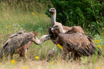 Vautour fauve,.Gyps fulvus, Griffon Vulture, Parc naturel régional des grands causses 48, Lozere, France